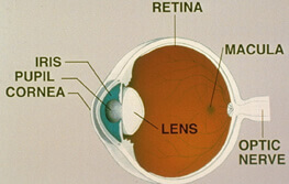 Diagram of the different parts of the eye