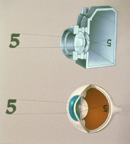 Anatomy of the Eye