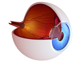 Eye diagram of retina